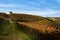 Autumn walk after harvest in the hiking paths between the rows and vineyards of nebbiolo grape, in the Barolo Langhe hills, italy