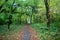 Autumn walkway