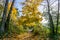 Autumn Walkway In Seatac 3