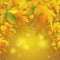 Autumn wallpaper yellow background with maple leaves and flare sunlight