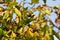 Autumn walnut tree with cracked open ripe fruits. Branch green and yellow leaves