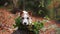 Autumn Watch: Curious Jack Russell Peering Through Foliage