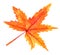 Autumn water color maple leaf on white
