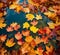 Autumn Water Maple Leaf Background