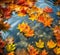 Autumn Water Maple Leaf Background