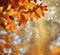 Autumn water nature fall background