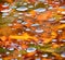 Autumn water nature fall background