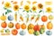 Autumn watercolor clipart. Pumpkins, sunflowers, sea buckthorn on a white isolated background.
