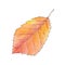 Autumn watercolor leave on a white background