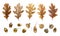 Autumn watercolor leaves isolated on white background. Tulip tree, oak, maple, ash, birch,beech, grapes decorative set