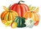 Autumn watercolor Pumpkins on an isolated white background, Thanksgiving harvest