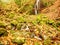 Autumn waterfall in basalt rock. Shinning streams and many colorful leaves on banks