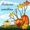 Autumn weather, harvest pumpkins and withering