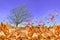 Autumn weather wind air tree leaves brown flying