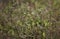 Autumn Weeds Growing In Field