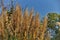 autumn weeds under blue sky