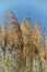 autumn weeds under blue sky