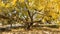 Autumn Weeping willow with yellow leaves, close-up.