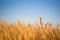 Autumn wheat field