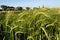 Autumn wheat field