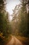 Autumn Whispers: A Tranquil Forest Path Amidst Fall\\\'s Tapestry