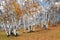 Autumn white birch