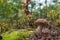 Autumn white cep mushroom grow