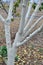 Autumn whitewash of fruit trees in the orchard