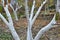 Autumn whitewash of fruit trees in the orchard