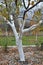 Autumn whitewash of fruit trees in the orchard