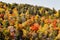 Autumn wild forest close up. Vivid landscape, colorful trees background