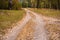 Autumn wild forest. Well-trodden path, fallen yellow leaves and yellowed grass