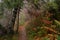 Autumn in a wild hazy forest. Road to nowhere. Bieszczady National Park.