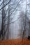 Autumn in a wild hazy forest. Road to nowhere. Bieszczady National Park.