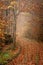 Autumn in a wild hazy forest. Road to nowhere. Bieszczady National Park.