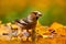 Autumn wildlfie. Hawfinch, Coccothraustes coccothraustes, brown songbird sitting in the orange yellow leave  the nature habitat.