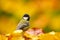 Autumn wildlife. Great Tit, Parus major, black and yellow songbird sitting on the orange yellow autumn tree leaves with beautiful