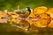 Autumn wildlife. Great Tit, Parus major, black and yellow songbird sitting on the orange yellow autumn tree leaves with beautiful