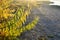 Autumn willow yellow shore stones river transparent evening sun