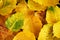 Autumn wilt yellow Bo leaf heap on the floor