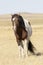 Autumn wind blows mane and tail of wild pinto horse