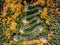 Autumn Winding Road in the Forest