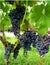Autumn wine Merlot vineyard