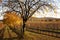 Autumn in wineyard near Jois in eastern Austria