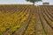 Autumn wineyards in Bordeaux. Agriculture industry in Aquitaine. France