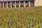 Autumn wineyards in Bordeaux. Agriculture industry in Aquitaine. France