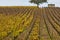Autumn wineyards in Bordeaux. Agriculture industry in Aquitaine. France
