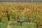 Autumn wineyards in Bordeaux. Agriculture industry in Aquitaine. France