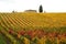 Autumn in a Wineyards in Tuscany, Chianti, Italy