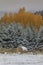 Autumn into Winter - fresh snow falls on autumn trees outside of